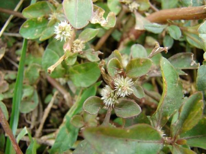 Alternanthera sessilis