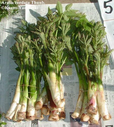 Aralia cordata