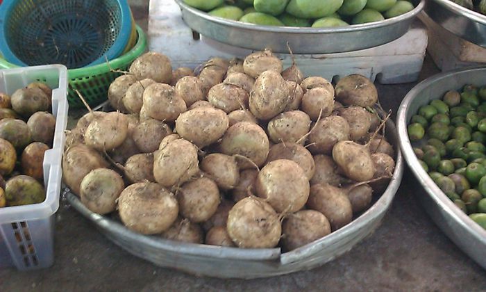 Pachyrrhizus -erosus