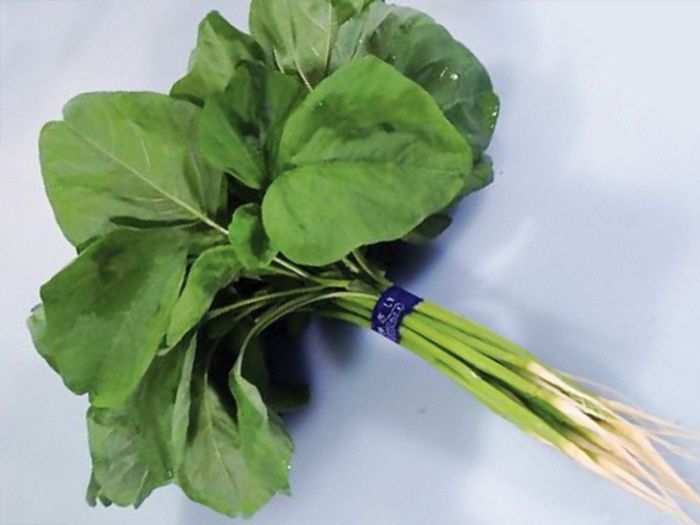 Amaranthus mangostanus