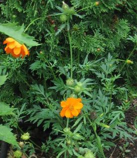 Cosmos- sulphureus