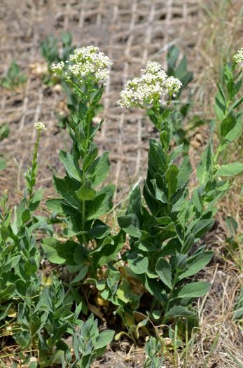 Cardaria draba