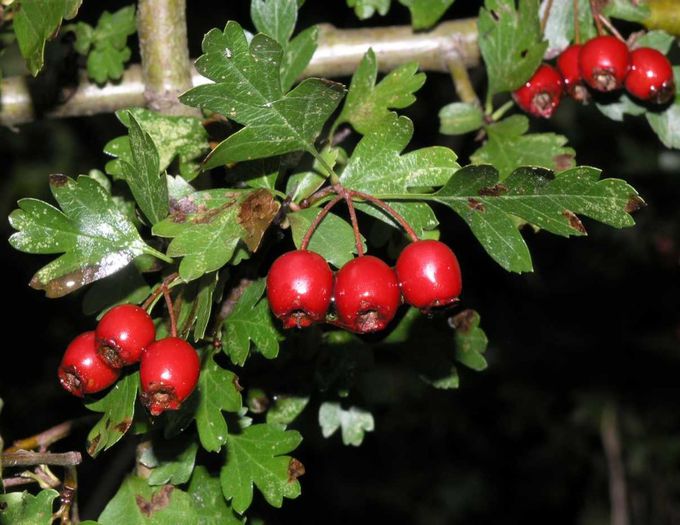 Crataegus monogyna