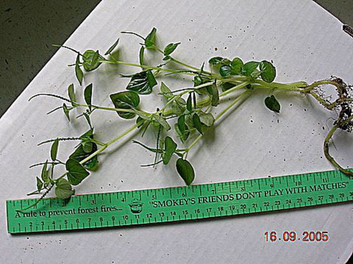 Peperomia pellucida