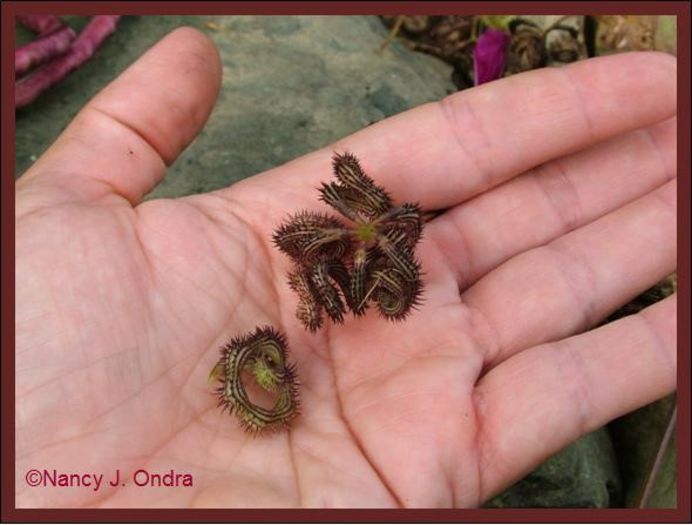 Scorpiurus muricatus