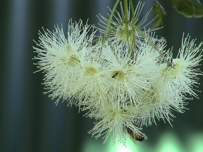 Lily Pily-flori deschise; (Acmena smithii)decorativ,i se pot da diferite forme
