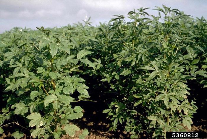 Hibiscus cannabinus