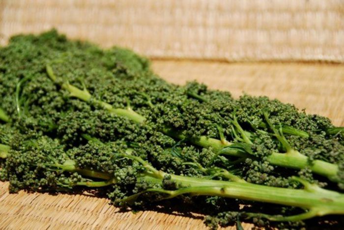 Chenopodium nuttaliae