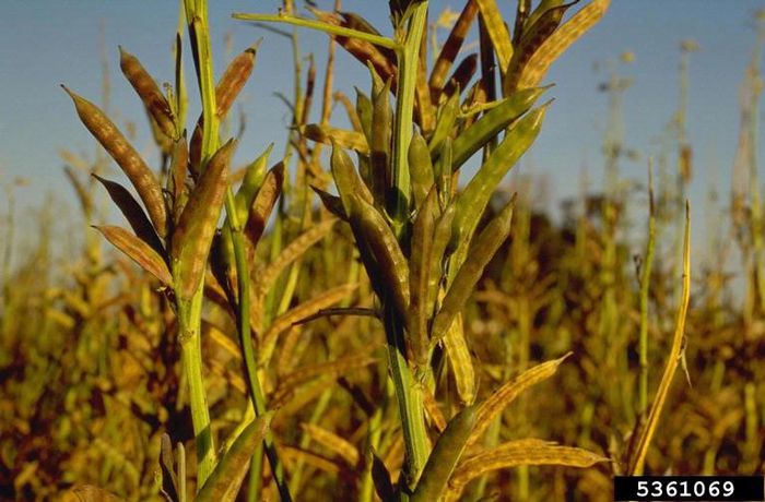 Cyamopsis tetragonoloba