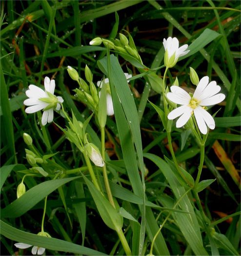 Stellaria holostea