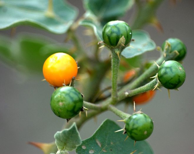 Solanum xanthocarpum
