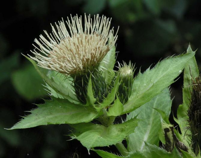 Cirsium oleraceum