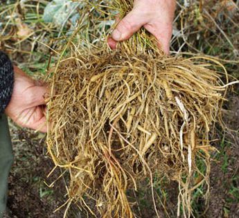 Stellaria yunnanensis