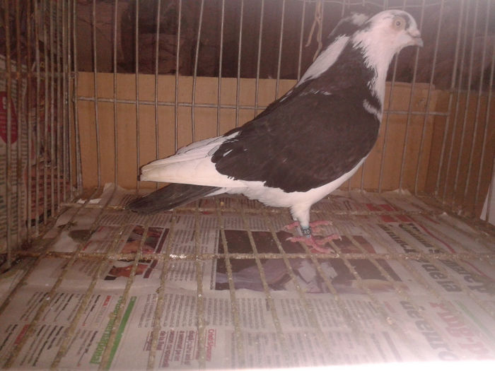 pereche pe negru 2,fem