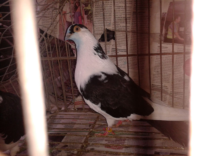 pereche pe negru 2,masc