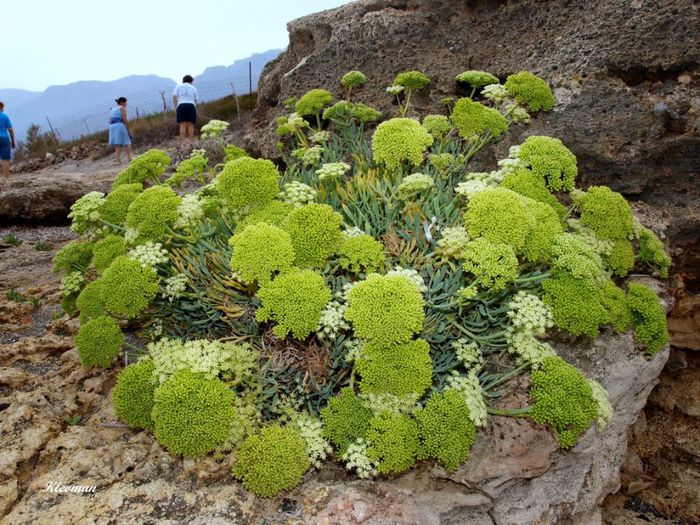 Crithmum maritimum
