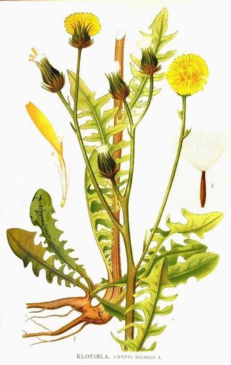 Crepis biennis