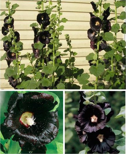 Alcea rosea v. nigra