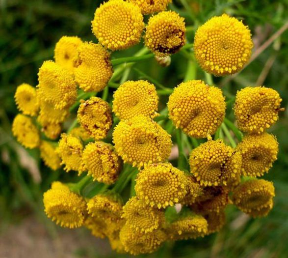 Tanacetum vulgare