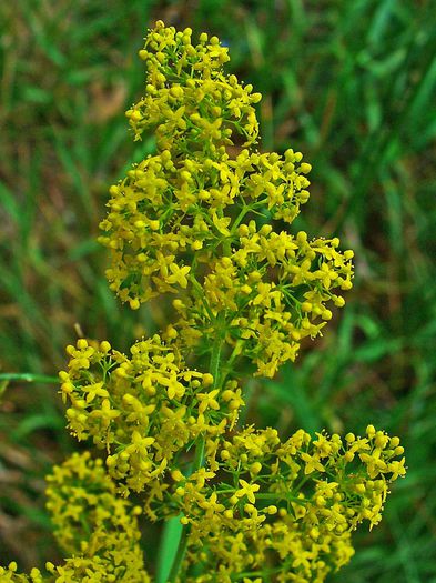Galium verum
