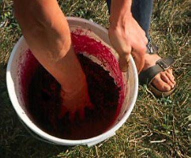 Phytolacca americana