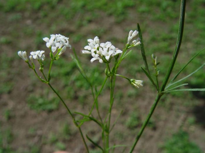 Asperula tinctoria