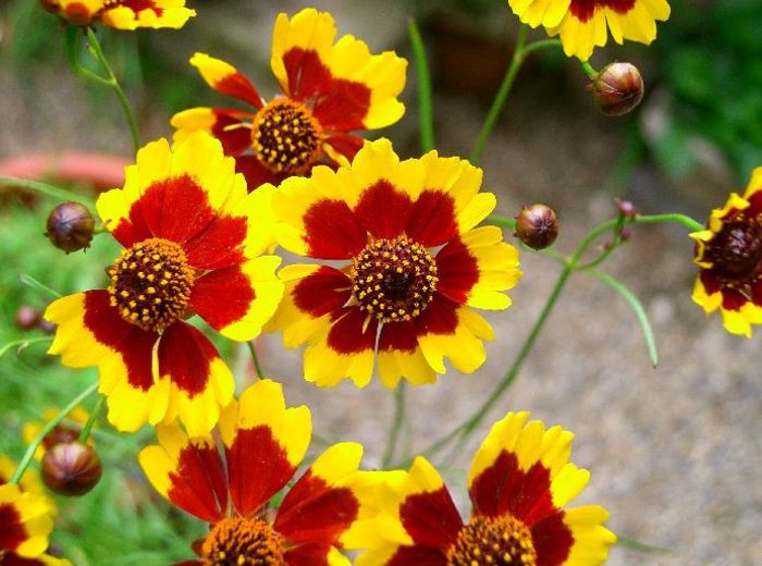 Coreopsis tinctoria