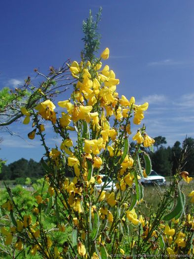 Cytisus scoparius