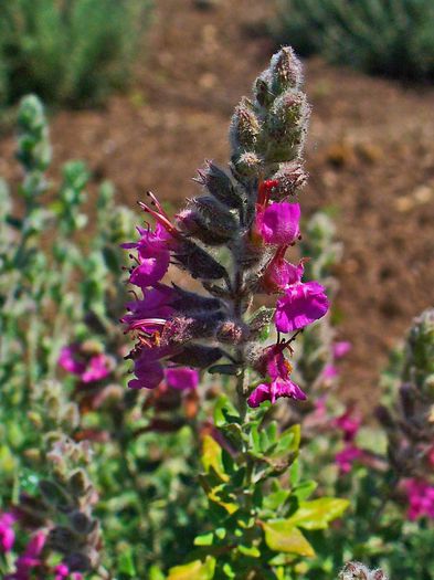 Teucrium marum