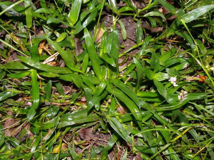 Murdannia- loriformis