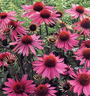 Echinacea purpurea - 2-de vanzare 2019-2020-SEMINTE IERBURI FOLOSITOARE SI PLANTE MEDICINALE RARE