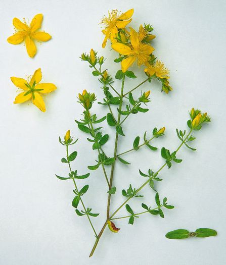 Hypericum perforatum - 2-de vanzare 2019-2020-SEMINTE IERBURI FOLOSITOARE SI PLANTE MEDICINALE RARE