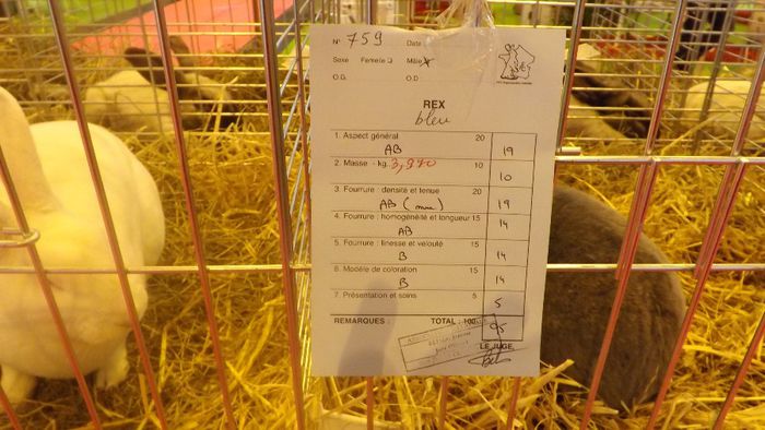 DSCF0241 - salon international de agricultura paris 2014 iepuri