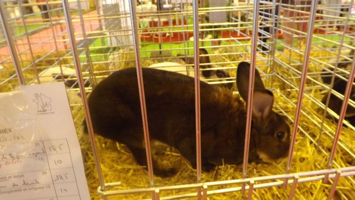 DSCF0243 - salon international de agricultura paris 2014 iepuri