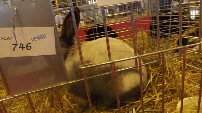 DSCF0259 - salon international de agricultura paris 2014 iepuri