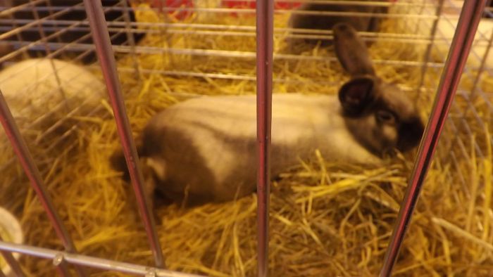 DSCF0262 - salon international de agricultura paris 2014 iepuri