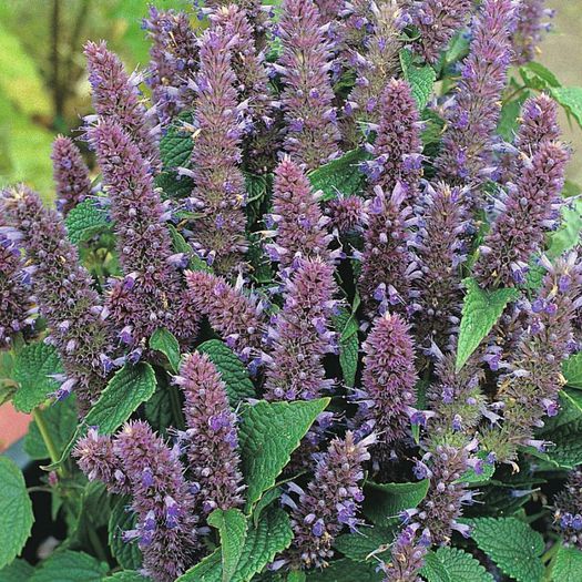 Agastache anisata - 2-de vanzare 2019-2020-SEMINTE IERBURI FOLOSITOARE SI PLANTE MEDICINALE RARE