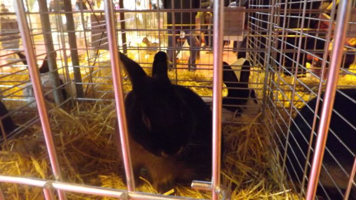 DSCF0282 - salon international de agricultura paris 2014 iepuri