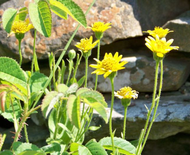 Arnica chamissonis - 2-de vanzare 2019-2020-SEMINTE IERBURI FOLOSITOARE SI PLANTE MEDICINALE RARE