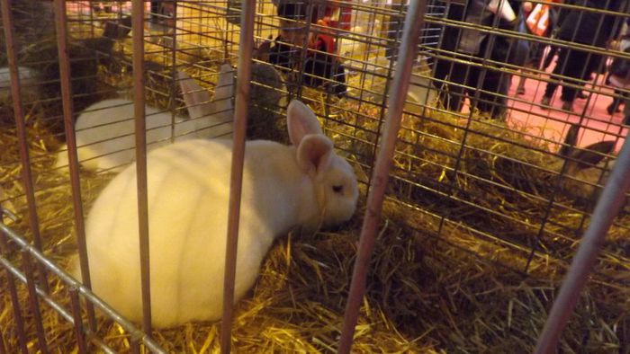 DSCF0347 - salon international de agricultura paris 2014 iepuri