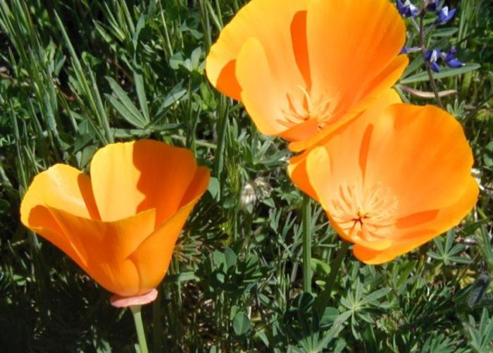 Eschscholtzia californica - 2-de vanzare 2019-2020-SEMINTE IERBURI FOLOSITOARE SI PLANTE MEDICINALE RARE