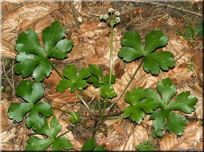Sanicula europaea - 2-de vanzare 2019-2020-SEMINTE IERBURI FOLOSITOARE SI PLANTE MEDICINALE RARE