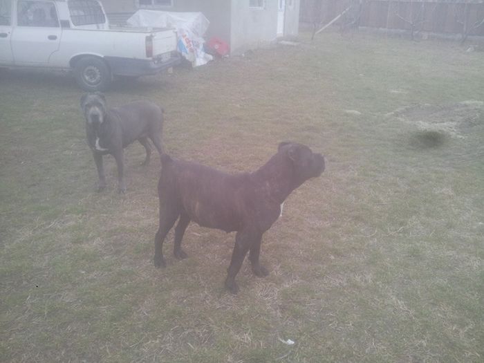 1969345_620148601371831_761559853_n - Cateii mei