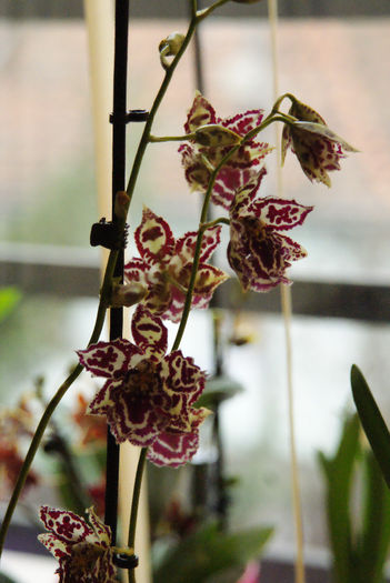 Odontoglossum Margaret Holm - orhidee