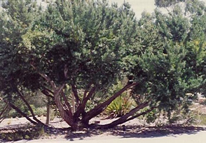 Arborele de ceai; (Leptospermum laevigatum)este un arbust australian
