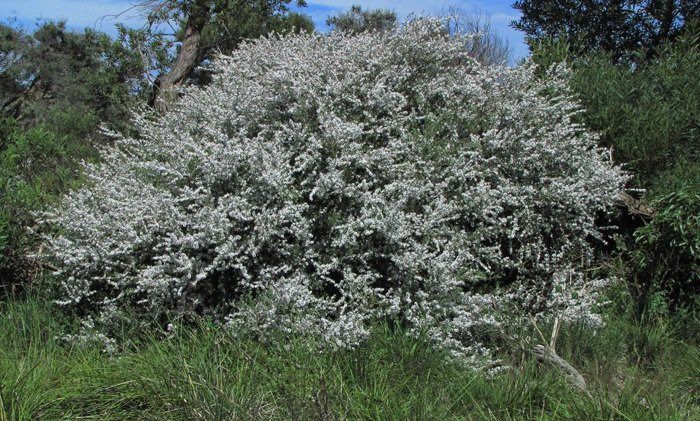 Arborele de ceai-inflorit; Leptospermum laevigatum
