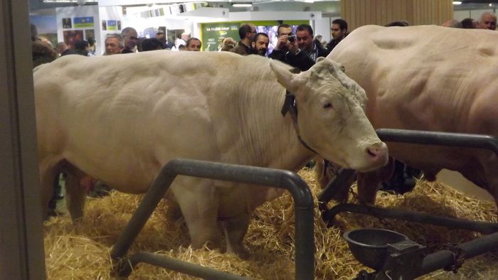 DSCF0476 - salon international de agricultura Paris 2014 DIVERSE