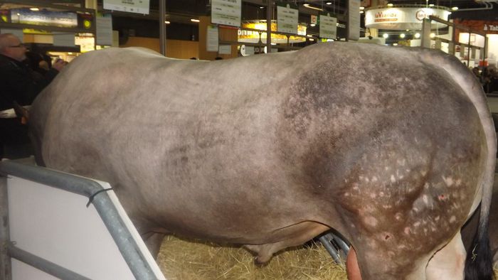 DSCF0484 - salon international de agricultura Paris 2014 DIVERSE