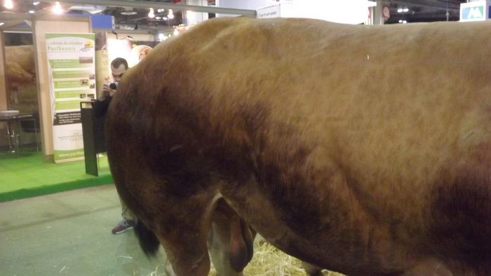DSCF0491 - salon international de agricultura Paris 2014 DIVERSE