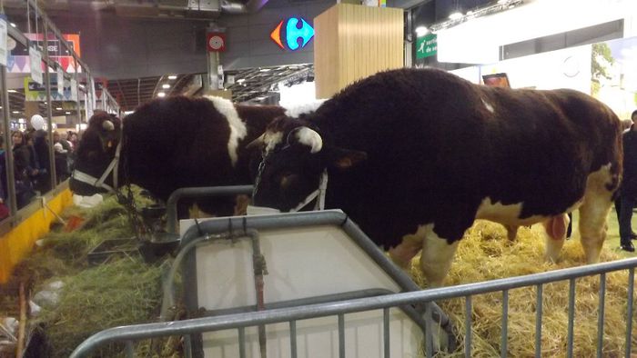 DSCF0499 - salon international de agricultura Paris 2014 DIVERSE